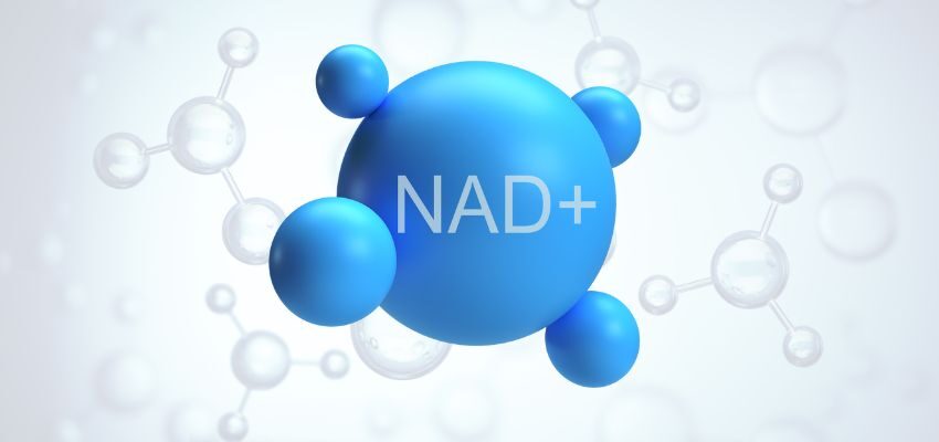 NAD is a dinucleotide consisting of nicotinamide and adenine, connected by phosphate groups. It's available in two forms: NAD+ (oxidized) and NADH (reduced). During metabolic reactions, NAD+ accepts electrons and becomes NADH.