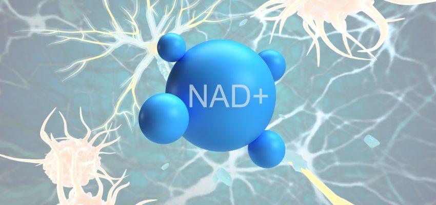 NAD+ is a crucial coenzyme found in all living cells. It's vital in various cellular processes, including energy production, DNA repair, and cell signaling.