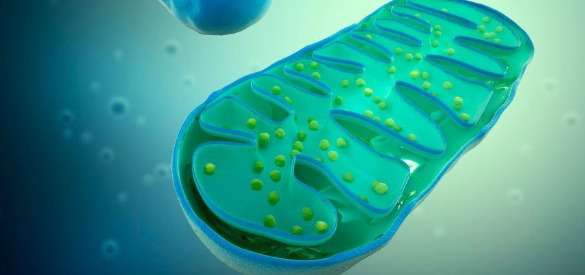 Mitochondria are the energy-producing organelles within cells.